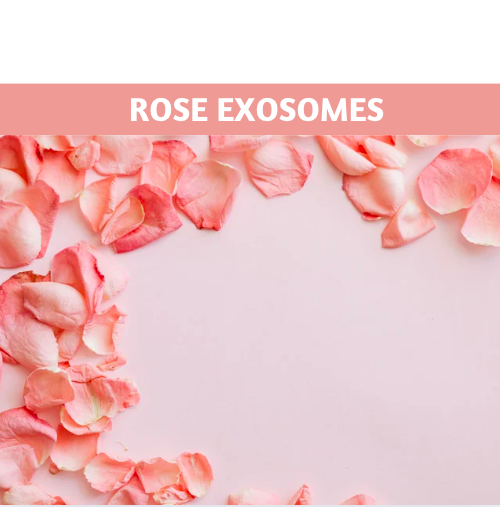 Rose Exosomes: A Revolutionary Approach to Skin Rejuvenation
